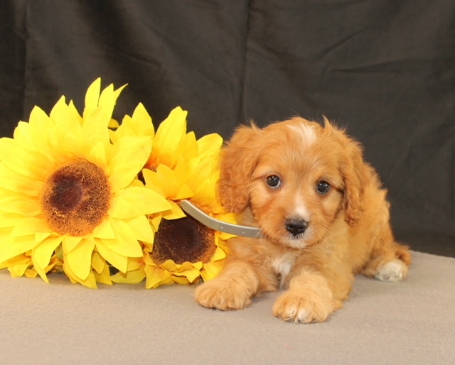 puppy, for, sale, Cavapoo, Ivan J. Stoltzfus, dog, breeder, Dornsife, PA, dog-breeder, puppy-for-sale, forsale, nearby, find, puppyfind, locator, puppylocator, aca